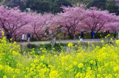 河津桜　IMGP5665