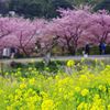 河津桜　IMGP5665