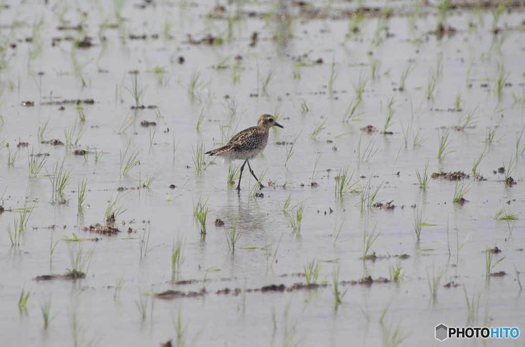 田んぼの鳥　IMGP9166