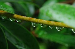 水滴