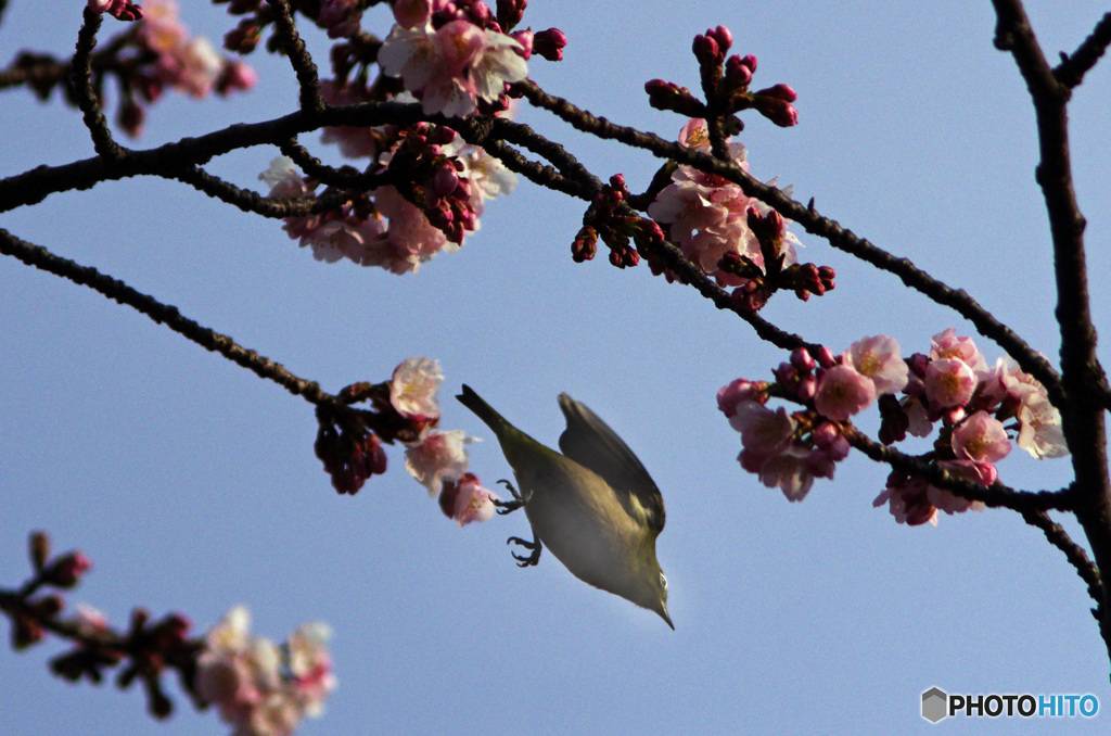 今日の鳥　IMGP0196