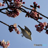 今日の鳥　IMGP0196