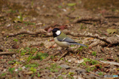 今日の鳥　IMGP0202