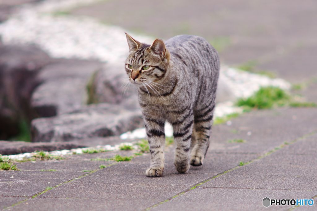 猫　IMGP5470