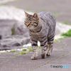 猫　IMGP5470
