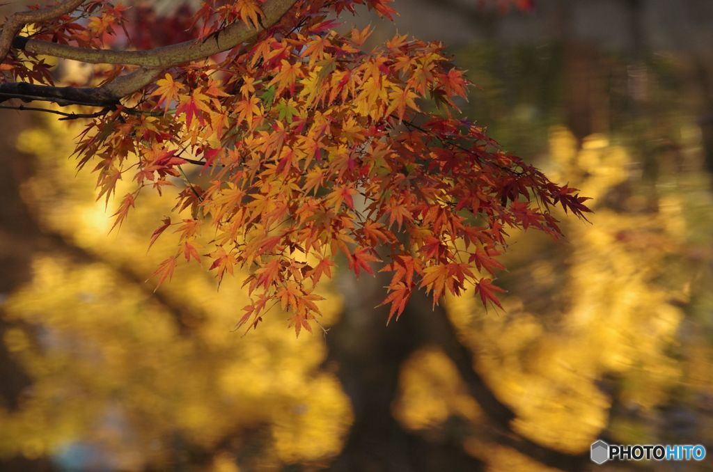 紅葉　IMGP0958