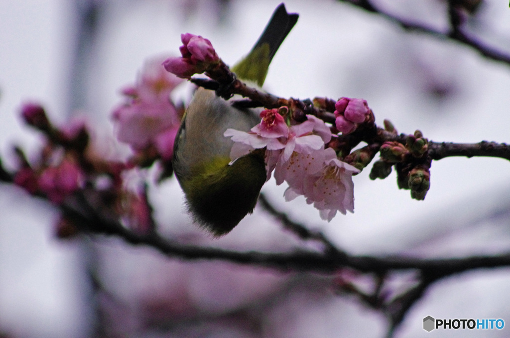 今日の鳥　IMGP9929