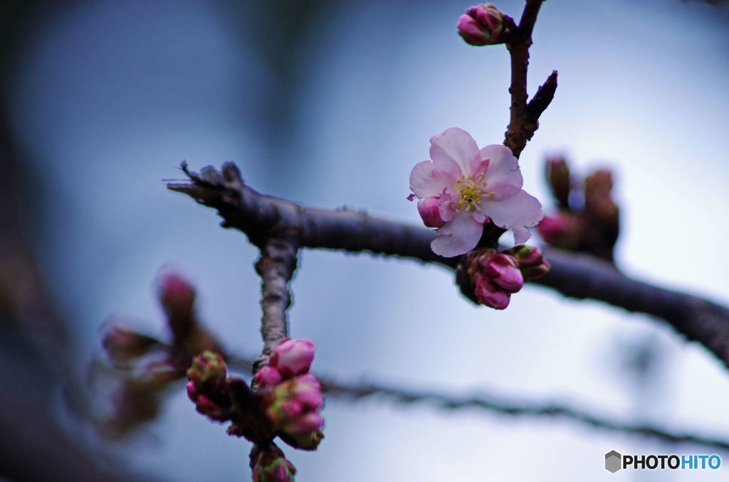 桜　IMGP9367