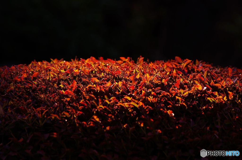 紅葉　IMGP9825