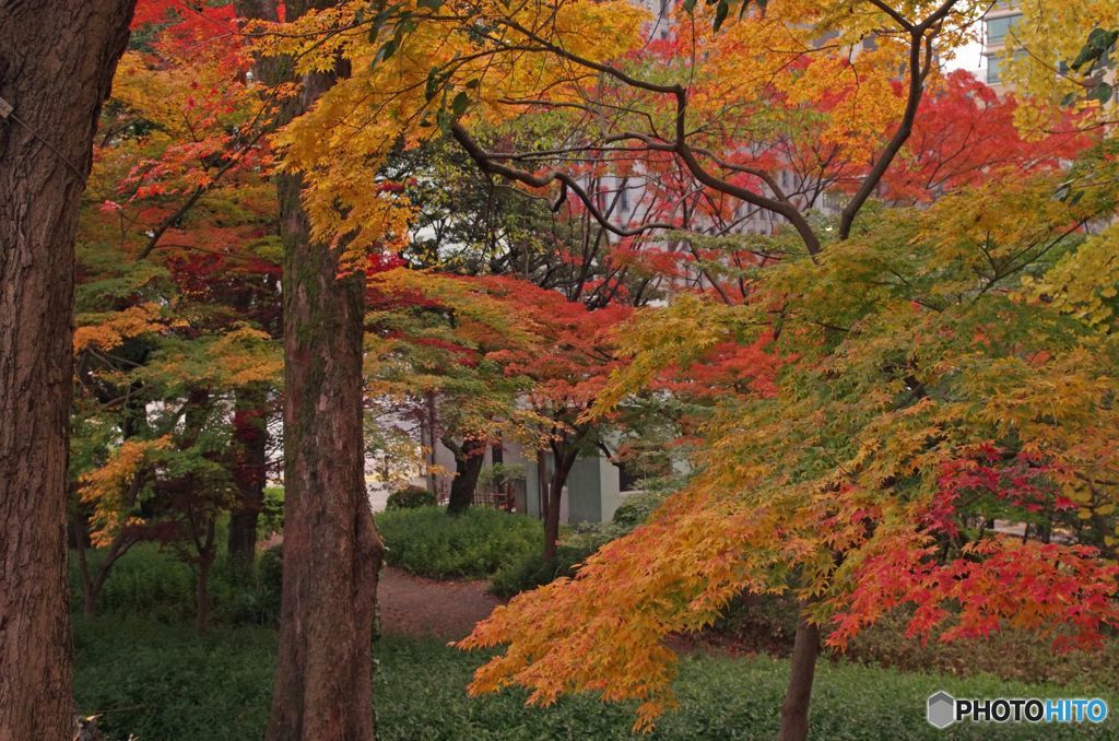 紅葉　IMGP0648