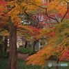 紅葉　IMGP0648