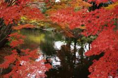 紅葉　aIMGP9468b