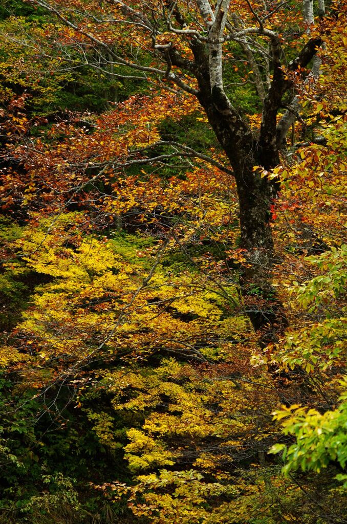 紅葉