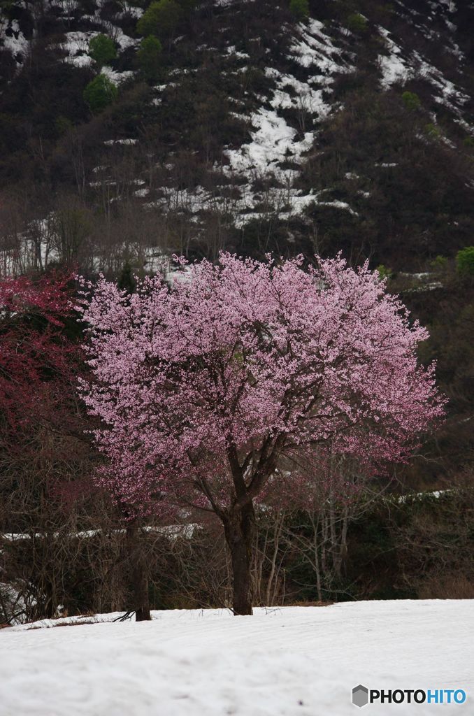 雪の中の桜　IMGP3713