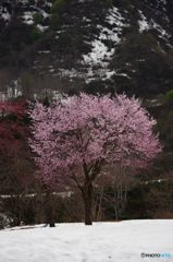 雪の中の桜　IMGP3713