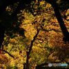 紅葉　IMGP9866