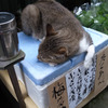 金庫番