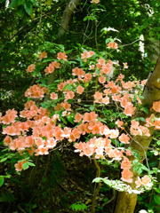 山道の華