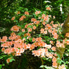 山道の華