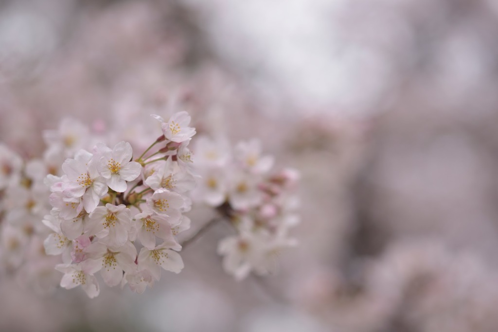 桜色