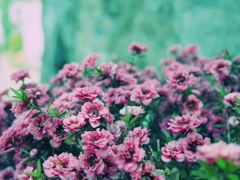 軒先の花