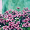 軒先の花