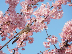 春の場所取り