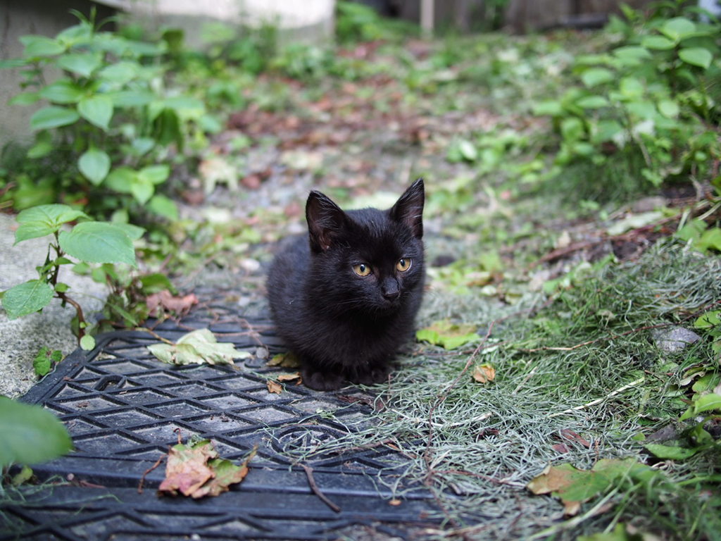 丸まった子猫