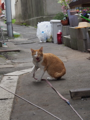 威嚇するネコ
