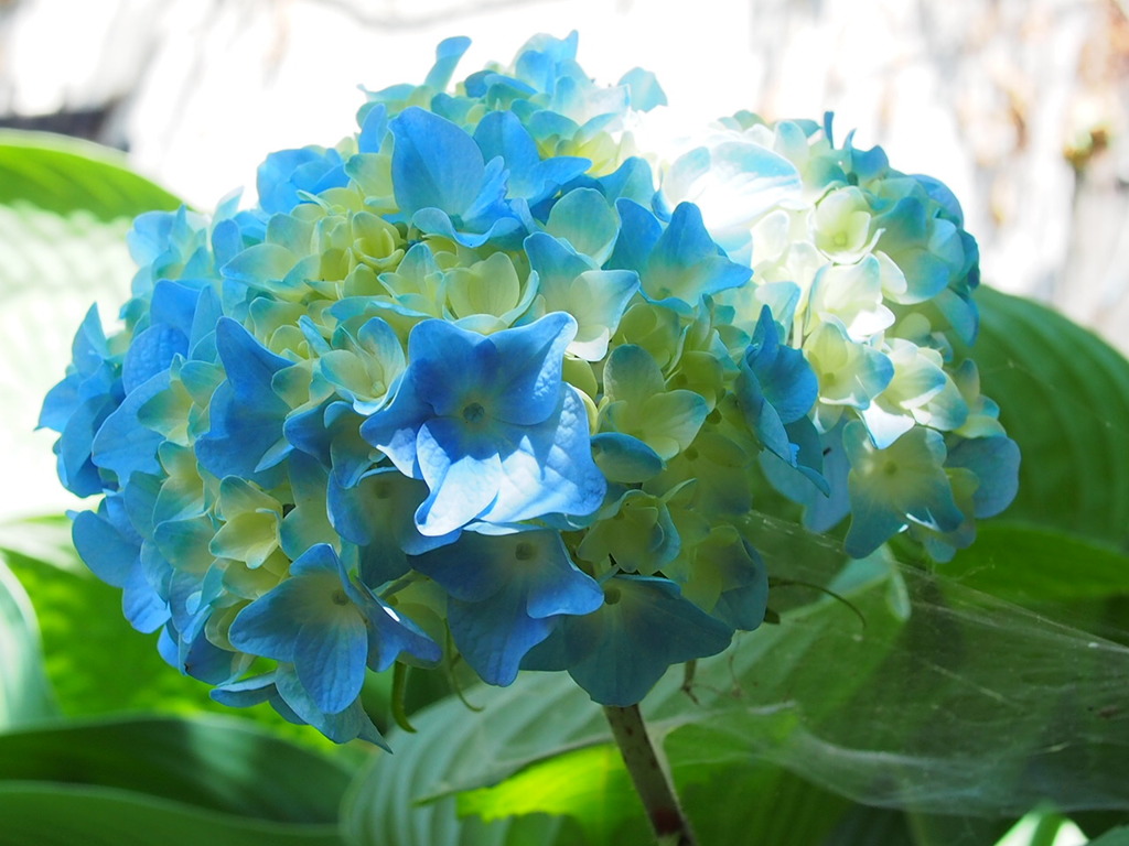 夏の紫陽花