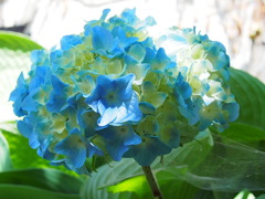 夏の紫陽花