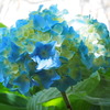夏の紫陽花