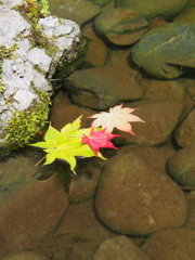 色は違えど、仲良し
