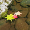 色は違えど、仲良し
