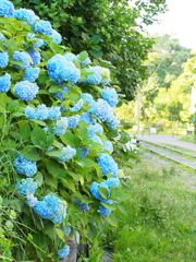 AZISAI