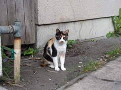 興味津々な三毛猫