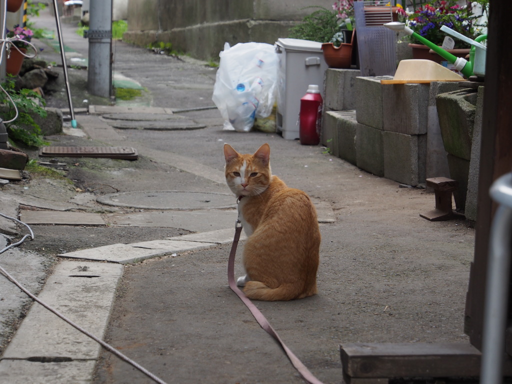 振り向いたネコ