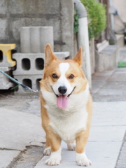 えへっ