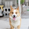 えへっ