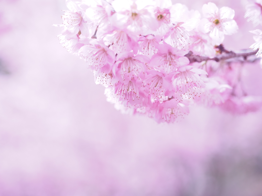 雪割り桜１