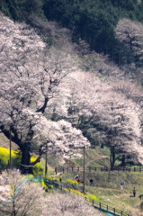 ひょうたん桜２０１３