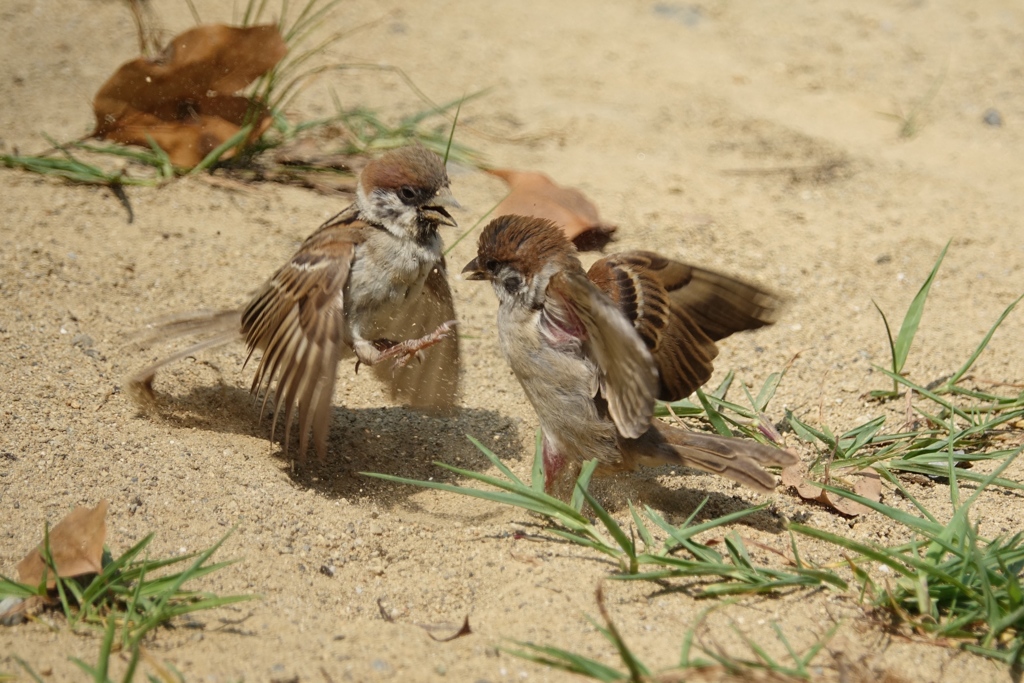 砂上のバトル