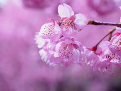 雪割り桜２