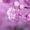 雪割り桜２