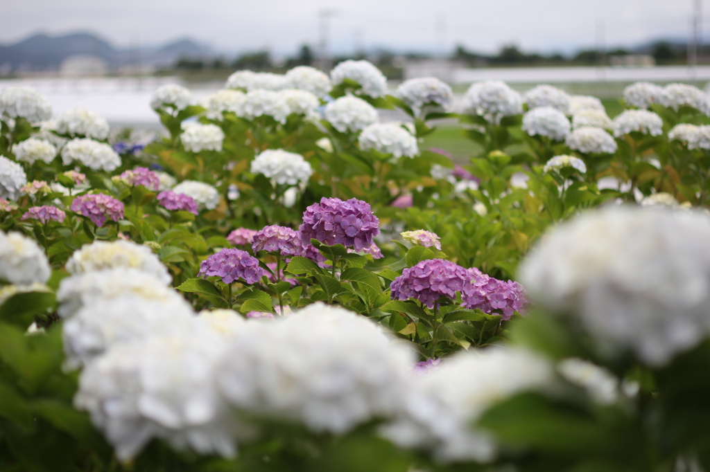 野市紫陽花街道