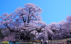 ひょうたん桜２０１４①