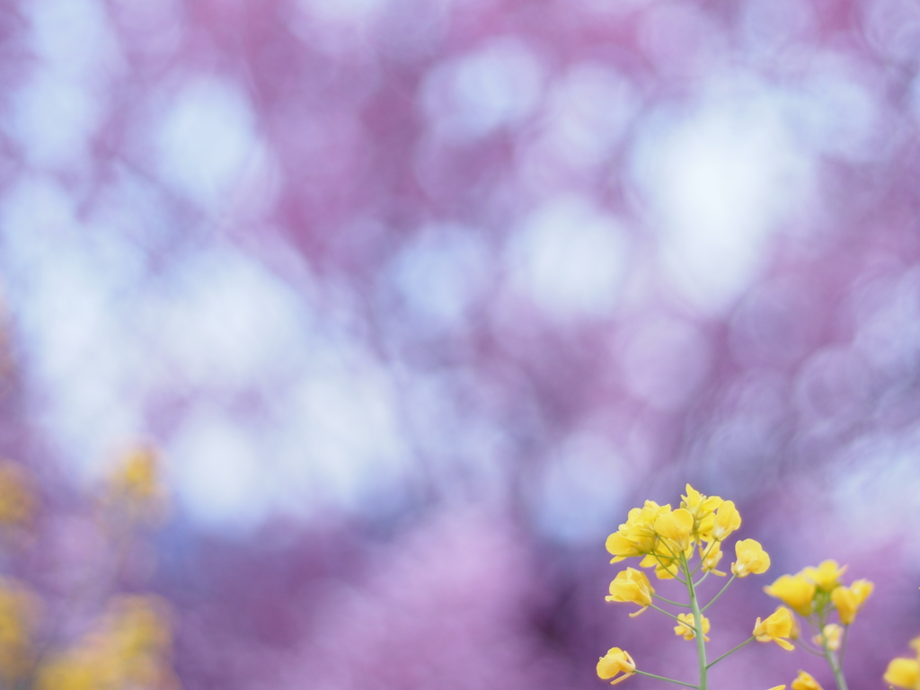 菜の花と