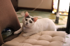 大将⑧