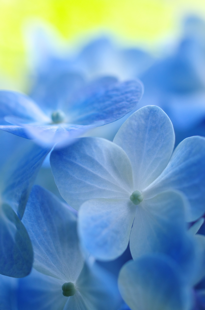 hydrangea blue 3