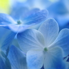 hydrangea blue 3